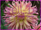 Click to view Miss Denise Hewitt - Classical Flower music video  - Bach 1st Prelude from the Well Tempered Klavier set of 48 Prelude and Fugues