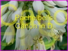 Click to view Miss Denise Hewitt - Classic Flower Music Video - Pachelbel Canon in D Major