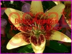  Click to view Miss Denise Hewitt - Classic Flower Music Video - Paradies Toccata